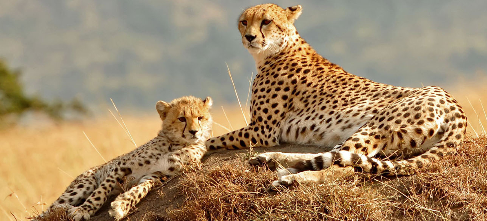 affordable-tanzania-safari-1